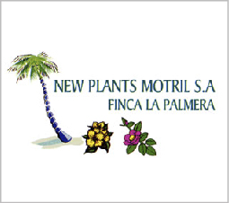Fetico New Plants